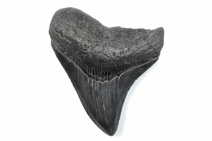 Serrated, Posterior Fossil Megalodon Tooth - South Carolina #370468